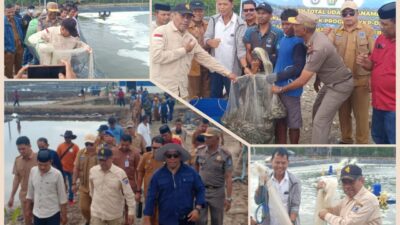 Wujudkan Ketahanan Pangan, Bupati Muna Bachrun Hadiri Panen Udang Vaname di Langkoroni