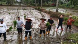 Dorong Ketahanan Pangan, Pemkot Kendari Lakukan Penanaman Padi Inpari 2