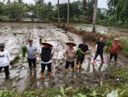 Dorong Ketahanan Pangan, Pemkot Kendari Lakukan Penanaman Padi Inpari 2