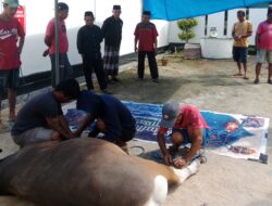 Idul Adha 1446 H, Kantor Pertanahan Muna Gelar Penyembelihan Hewan Qurban