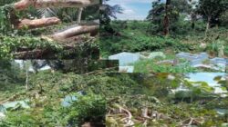 Sejumlah Makam di TPU Warangga Muna Alami Kerusakan Ditimpa Pohon Beringin Tumbang