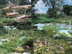Sejumlah Makam di TPU Warangga Muna Alami Kerusakan Ditimpa Pohon Beringin Tumbang